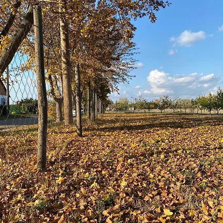 Altiora Subotica